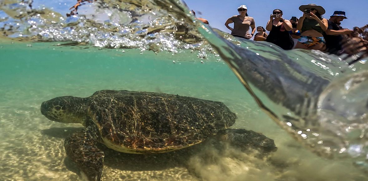 Μια θαλάσσια χελώνα τουριστικό αξιοθέατο